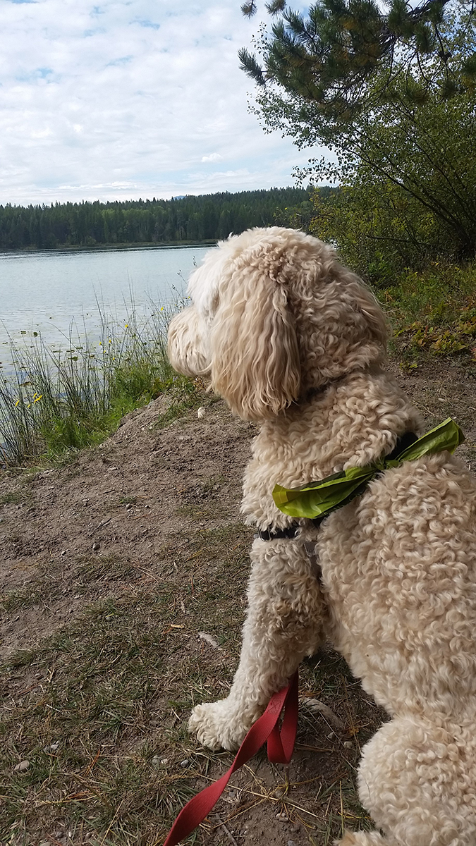 Kaitlyn's dog Oakley enjoying some lake views while she was on a forced break from running. Kaitlyn might not be happy about it but Oakley looks like he's enjoying the R&R. – Justina